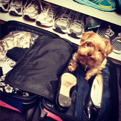 Emmy Rossum found it hard to part with her pup — and her shoes!
Source: Instagram user emmyrossum
Emmy Rossum found it hard to part with her pup — and her shoes!
Source: Instagram user emmyrossum
