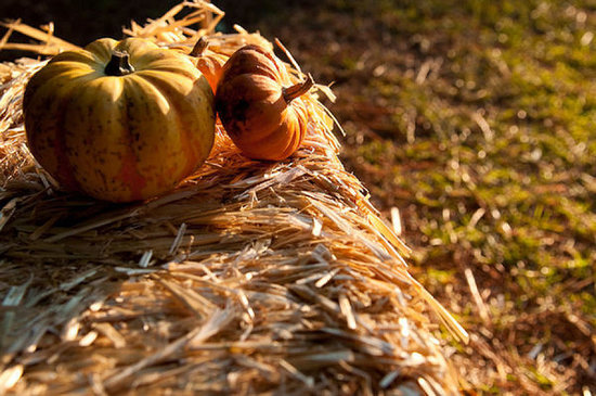 Pumpkin Patches Pumpkin Patches