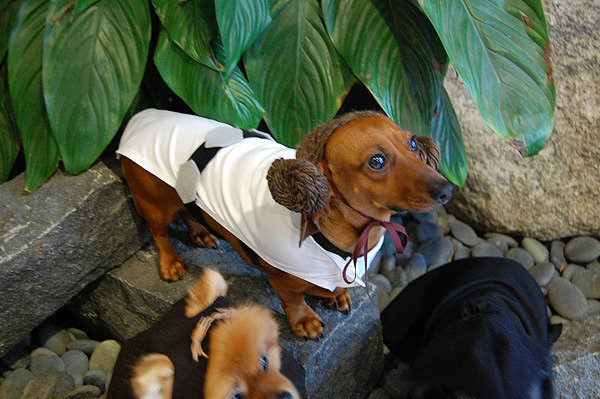 Princess Leia Princess Leia