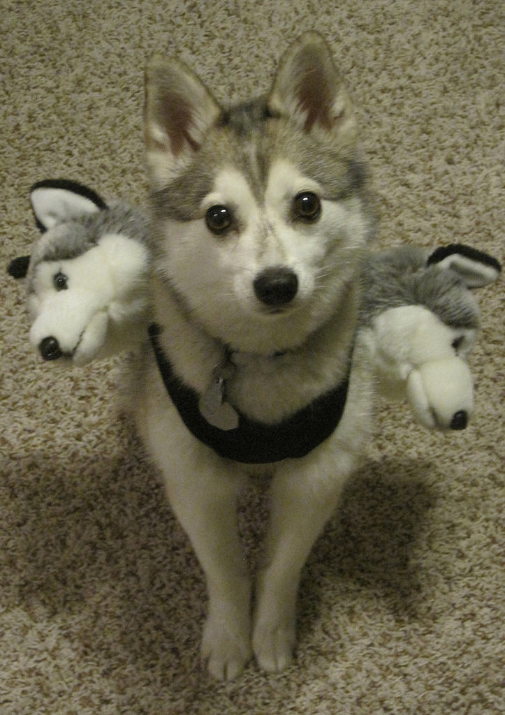 Cerberus Cerberus