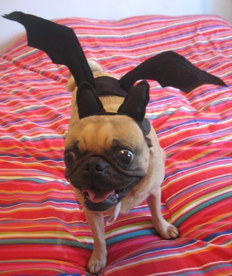 Vampire Bat Vampire Bat
