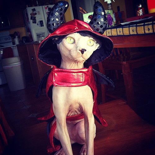Devil Kitty Devil Kitty