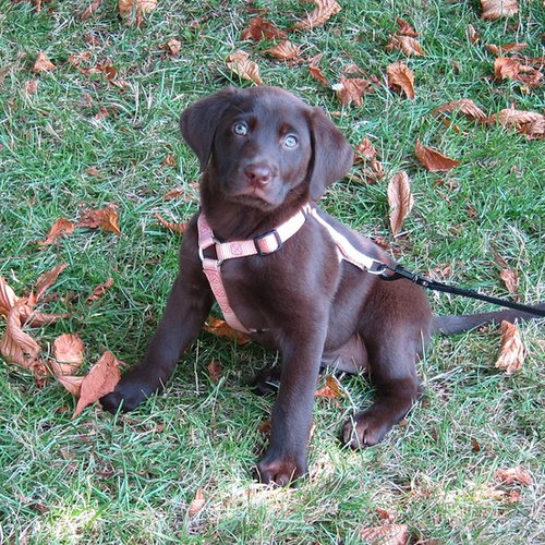 Adoption Fee and/or Donation Adoption Fee and/or Donation
