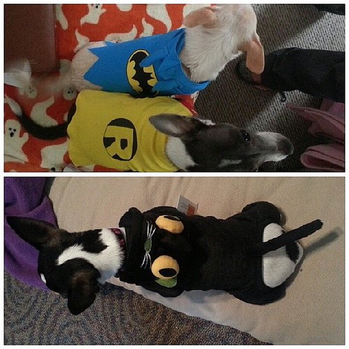 Batman, Robin, Catwoman Batman, Robin, Catwoman