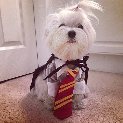 Gryffindor Gryffindor