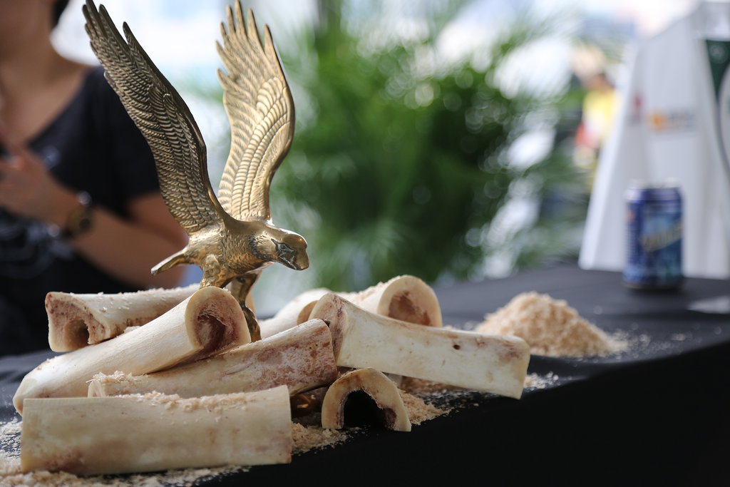 Bone Marrow Display Bone Marrow Display