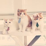 Career Lessons From Cats