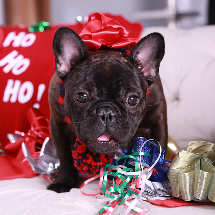 Make Homemade Bows For the Holidays!