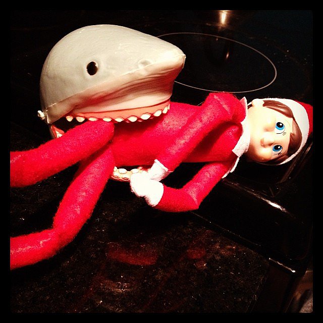 Shark Attack Shark Attack