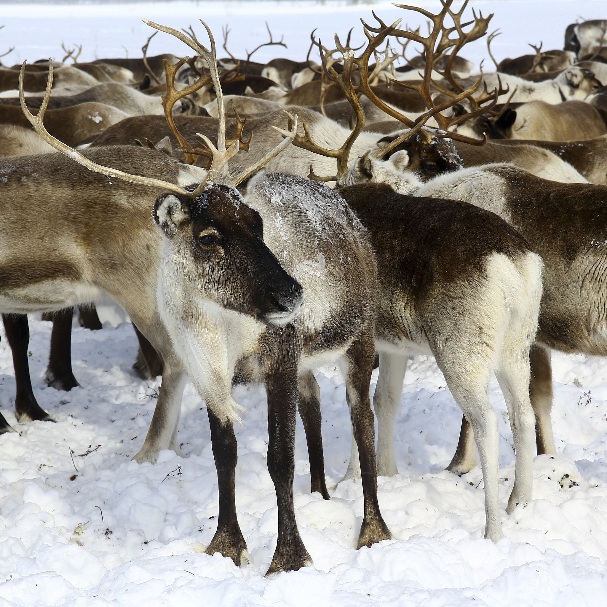 All About Reindeer POPSUGAR Pets All About Reindeer POPSUGAR Pets