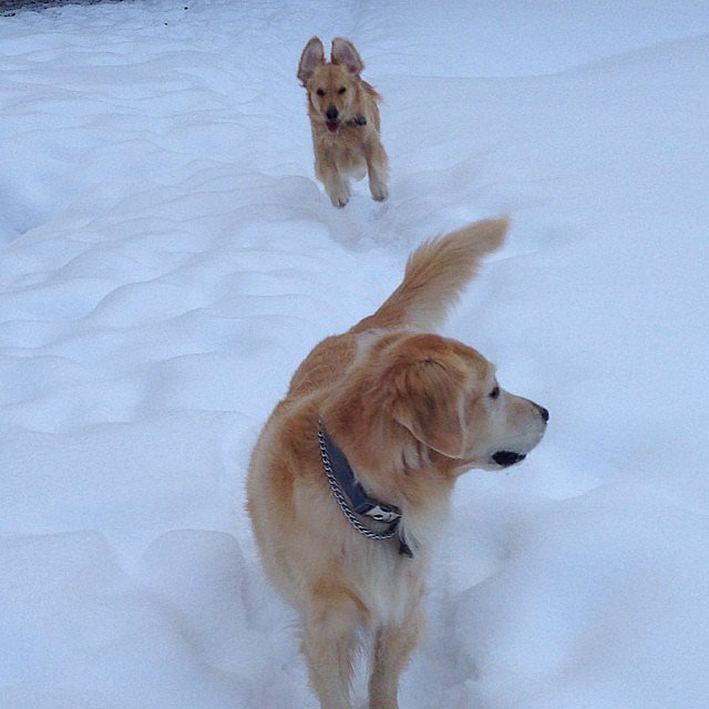 Lori Loughlin took a walk in the snow with her dogs.
Source: Instagram user loriloughlin
Lori Loughlin took a walk in the snow with her dogs.
Source: Instagram user loriloughlin
