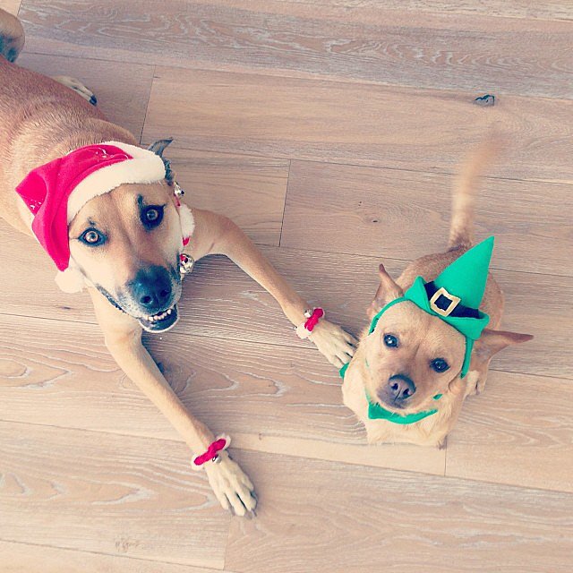 Lauren Conrad dressed up her dogs for the holiday.
Source: Instagram user laurenconrad
Lauren Conrad dressed up her dogs for the holiday.
Source: Instagram user laurenconrad