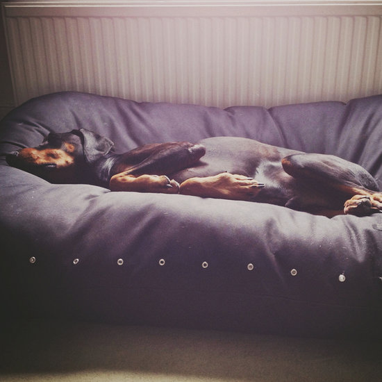Pets Snoozing For Your Post-New Year's Eve Enjoyment Pets Snoozing For Your Post-New Year's Eve Enjoyment