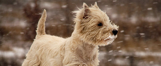 How to Winterize Your Pet For Frightful Weather How to Winterize Your Pet For Frightful Weather