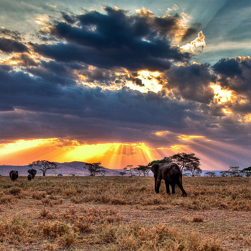 Go on an African Safari Go on an African Safari