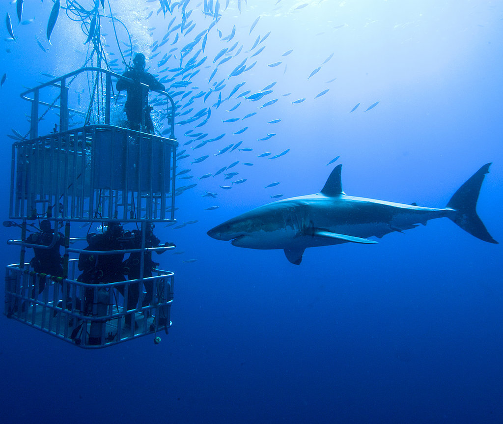 Cage Dive With Great White Sharks Cage Dive With Great White Sharks
