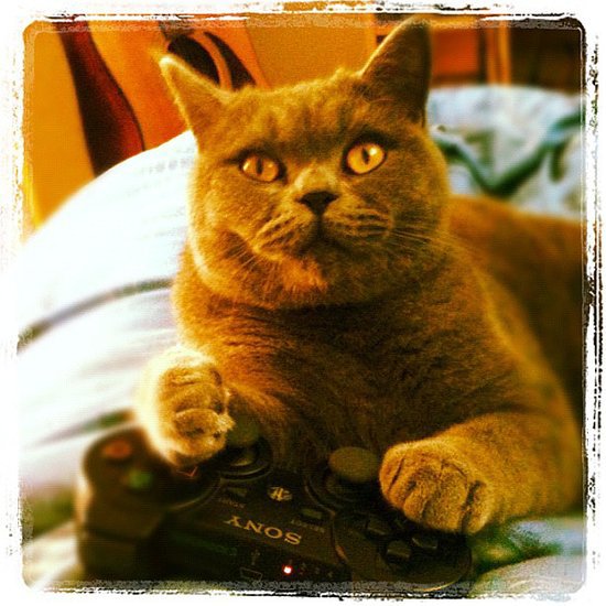 Beware: Cats Playing Video Games Are Too Good For Words Beware: Cats Playing Video Games Are Too Good For Words