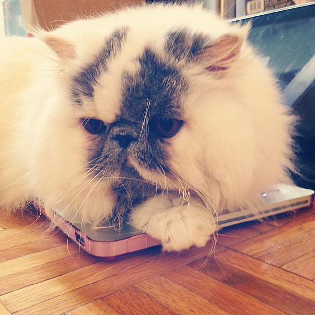 And get caught up with Smudge, the kitty that always looks adorable.
Source: Instagram user smudgethekitty
And get caught up with Smudge, the kitty that always looks adorable.
Source: Instagram user smudgethekitty