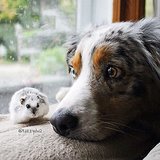 Unlikely Pet Friends Unlikely Pet Friends