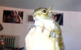 What Sound Does a Squirrel Make? What Sound Does a Squirrel Make?