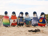 Australian Rescue Penguins in Need of Hand-Knit Sweaters Australian Rescue Penguins in Need of Hand-Knit Sweaters