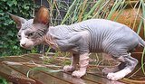 Unusual Cat Breeds Unusual Cat Breeds