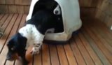 Basset Hounds Form Cutest Clown Car Ever Basset Hounds Form Cutest Clown Car Ever