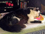 Family Calls 911 After 22-Pound Cat Attacks Baby, Traps Owners in Bathroom Family Calls 911 After 22-Pound Cat Attacks Baby, Traps Owners in Bathroom