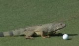 Iguana Plays Golf, Tries to Eat Ball Iguana Plays Golf, Tries to Eat Ball