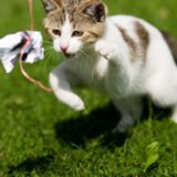 Advice For Playing With a Cat Advice For Playing With a Cat