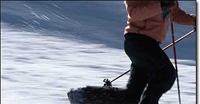 Free the Heel: Telemark Skiing Free the Heel: Telemark Skiing