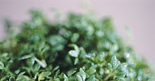 Thyme Is On My Side: Health Benefits of a Common Herb Thyme Is On My Side: Health Benefits of a Common Herb