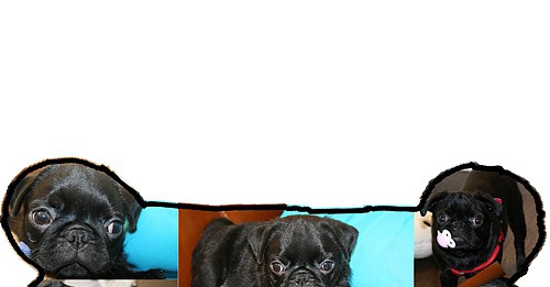 Come Paw-ty With Me: Dog Birthday - Invites Come Paw-ty With Me: Dog Birthday - Invites