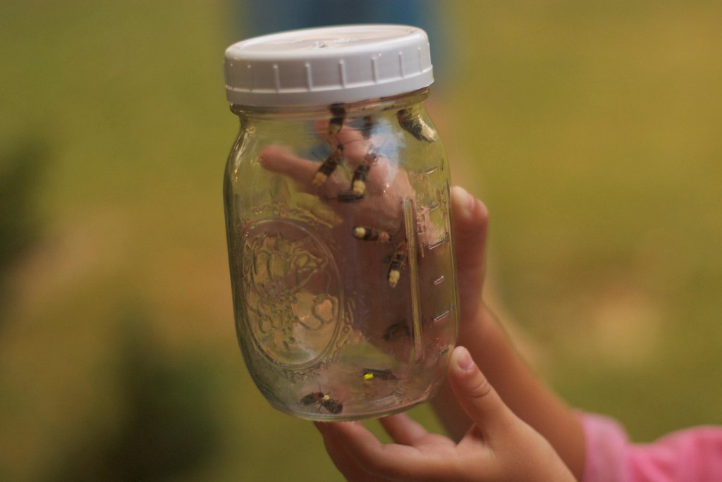 Catch Fireflies Catch Fireflies