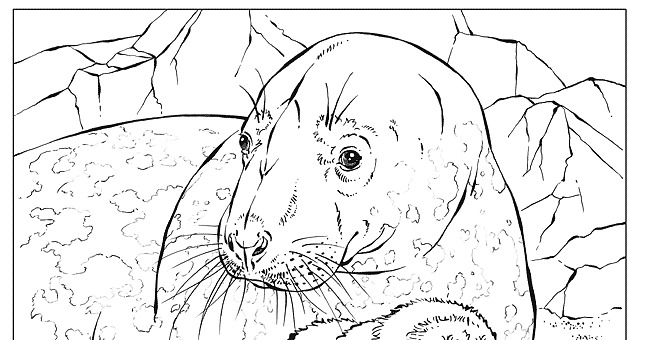 national geographic coloring pages of animals - photo #18