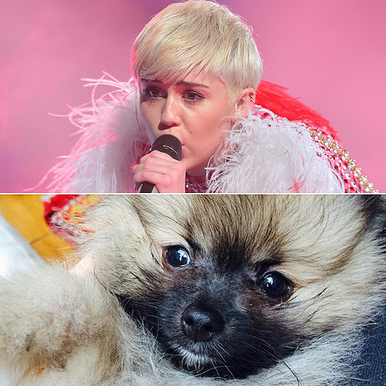 For Miley Cyrus, Getting a New Puppy Has Been Bittersweet For Miley Cyrus, Getting a New Puppy Has Been Bittersweet