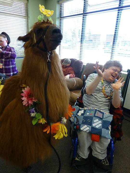 Rojo the Therapy Llama Spreading Happiness Rojo the Therapy Llama Spreading Happiness