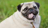 10 Dog Breeds That Are Prone to Obesity 10 Dog Breeds That Are Prone to Obesity