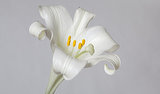 Easter Lilies Deadly to Cats, FDA Warns Easter Lilies Deadly to Cats, FDA Warns