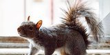 You'll Go NUTS For This Guy's Squirrel Story You'll Go NUTS For This Guy's Squirrel Story