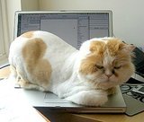 6 Signs Cats Rule Your Home 6 Signs Cats Rule Your Home
