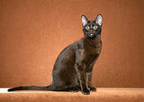 11 Cat Breeds You've Never Heard Of 11 Cat Breeds You've Never Heard Of