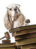 German Shepherd Called for Jury Duty in N.J. German Shepherd Called for Jury Duty in N.J.