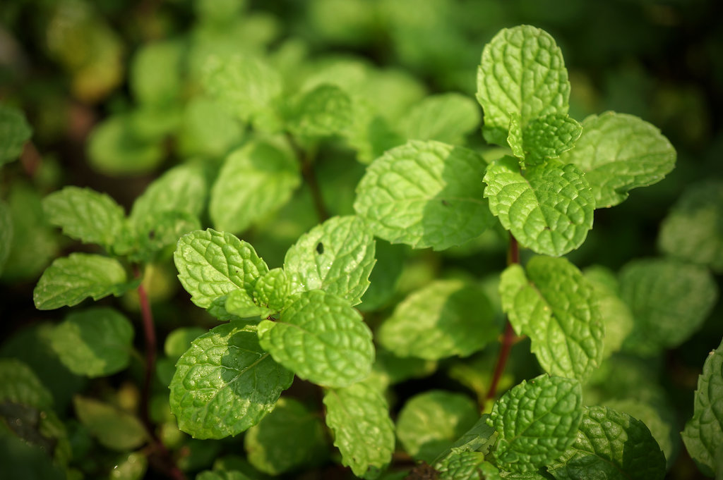 Mint Mint