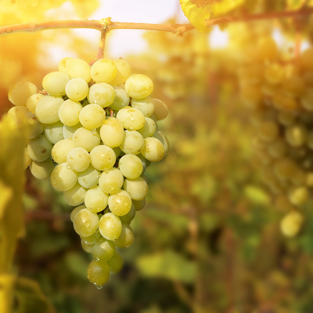 Green Grapes Green Grapes