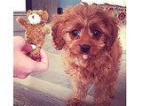Meet Katy Perry's Prism Tour Mascot: Dog Butters Meet Katy Perry's Prism Tour Mascot: Dog Butters
