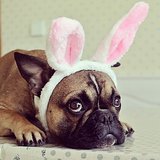 Pets Dressed at the Easter Bunny Pets Dressed at the Easter Bunny