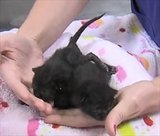 Baby Squirrel Gets Cast for Broken Ankle Baby Squirrel Gets Cast for Broken Ankle