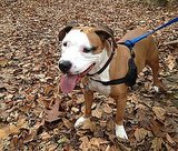 Inspirational Story of Stray Pit Bull Inspirational Story of Stray Pit Bull