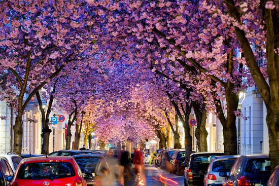 Flowering cherry trees created a gorgeous tunnel over a street in Bonn, Germany. Flowering cherry trees created a gorgeous tunnel over a street in Bonn, Germany.